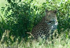 leopard (45 von 60).jpg